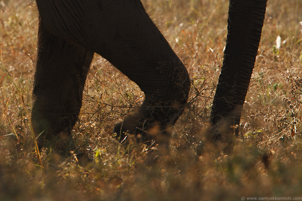 The Asiatic elephant (Elephas maximus)