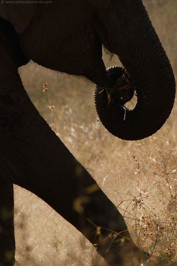 The Asiatic elephant (Elephas maximus)