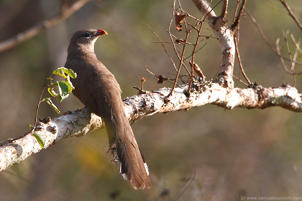 Sirkeer Malkoha or Sirkeer Cuckoo (Phaenicophaeus leschenaultii)