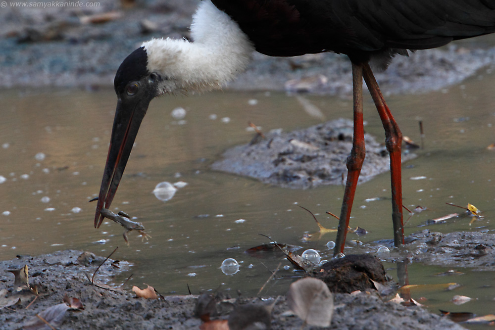 Woolly-necked Stork (Ciconia episcopus)