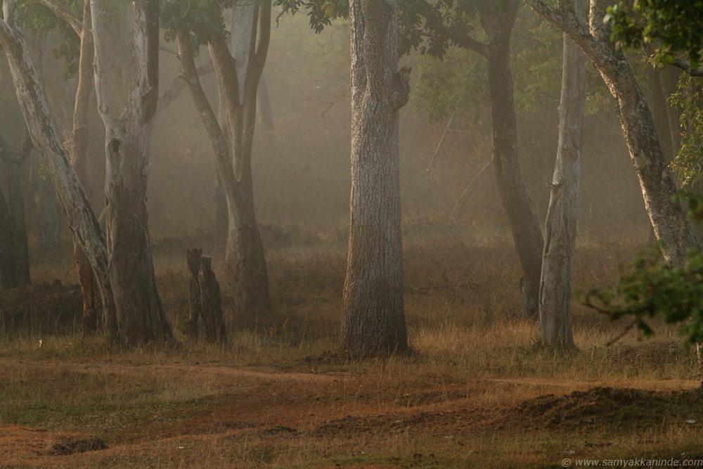 winter landsacpe forest