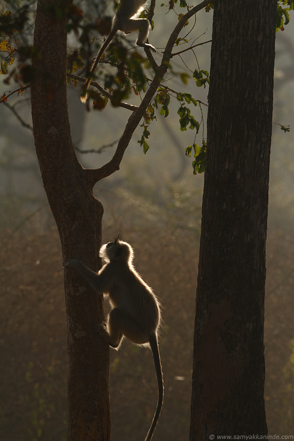 gray langur or hanuman langur (Semnopithecus entellus)