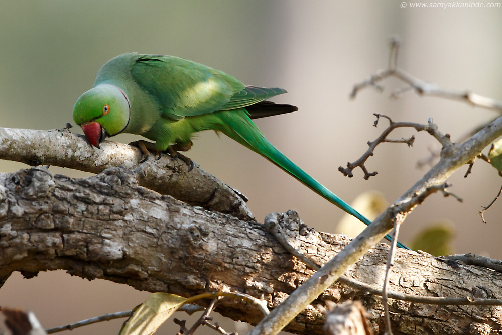 Rose-ringed Parakeet (Psittacula krameri)