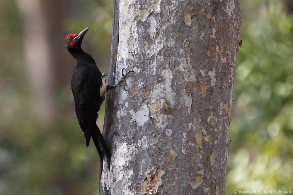 The White-bellied Woodpecker (Great Black Woodpecker (Dryocopus javensis) )