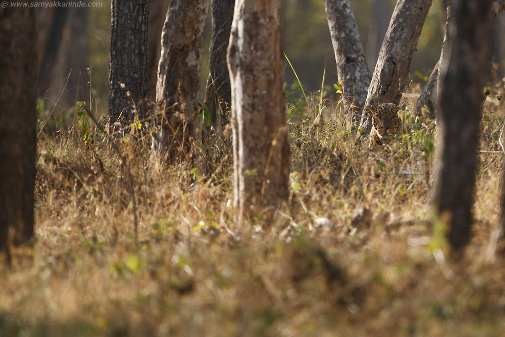 The Indian leopard (Panthera pardus fusca)