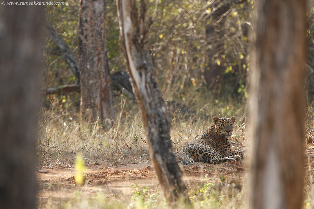 The Indian leopard (Panthera pardus fusca)