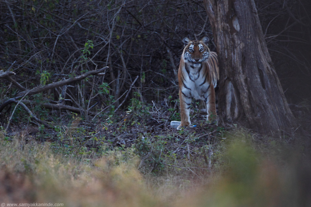 The Bengal tiger (Panthera tigris tigris)