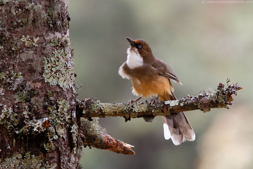 The White-throated Laughingthrush (Garrulax albogularis)