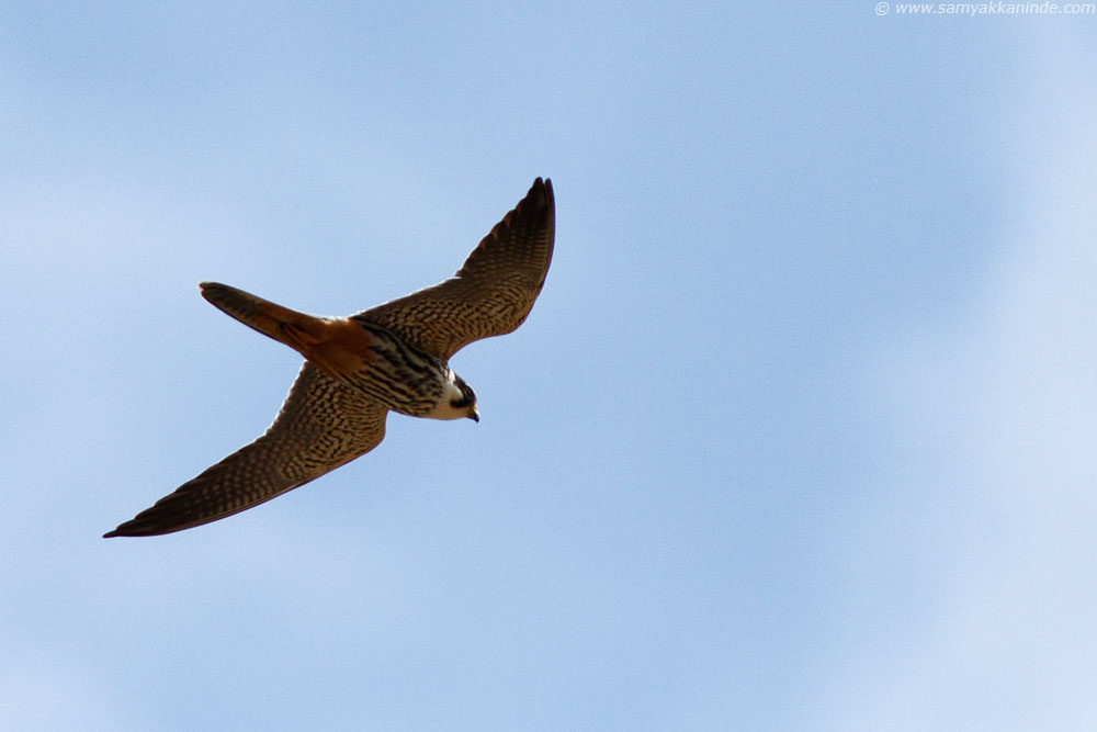 The Eurasian Hobby (Falco subbuteo)