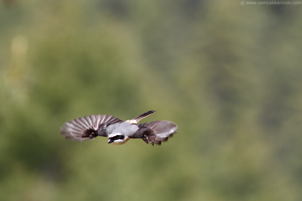 The Grey-backed Shrike (Lanius tephronotus) 