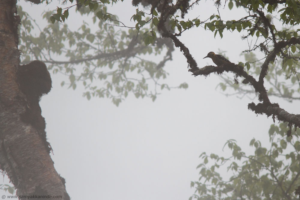 The Darjeeling Woodpecker (Dendrocopos darjellensis) 