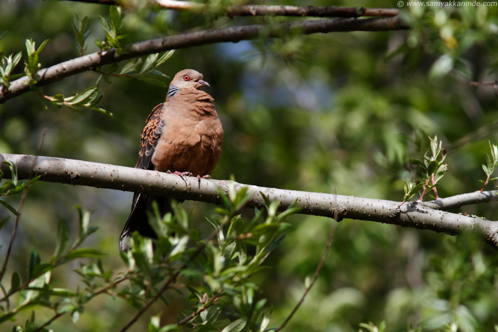 The Oriental Turtle Dove or Rufous Turtle Dove (Streptopelia orientalis) 