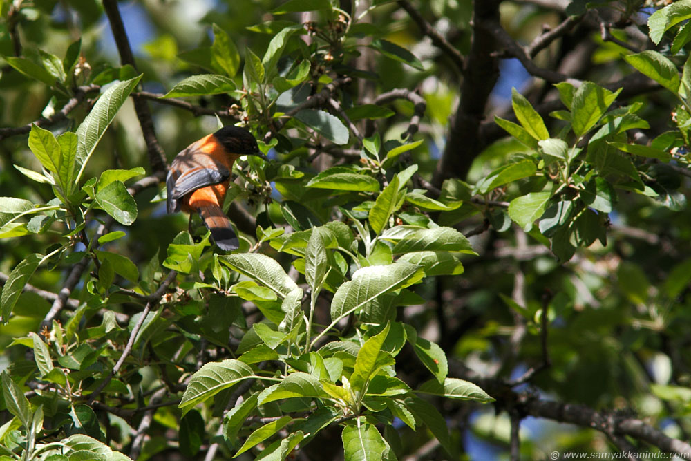 The Rufous Sibia (Heterophasia capistrata)