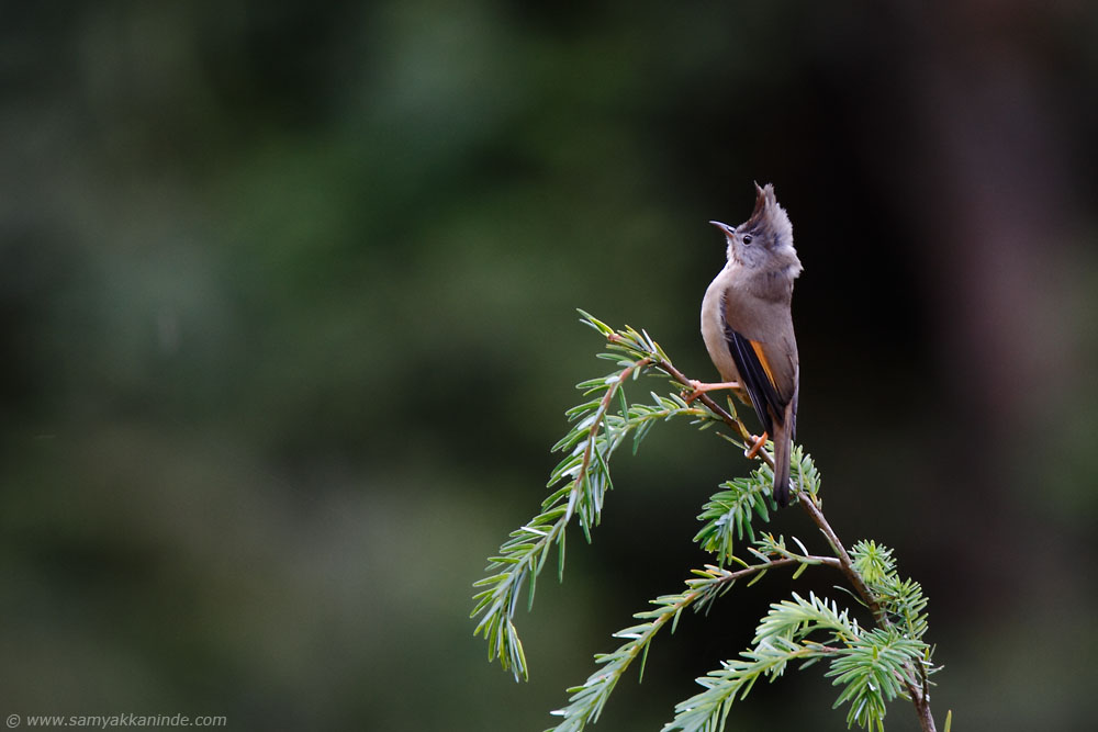 The Stripe-throated Yuhina (Yuhina gularis)