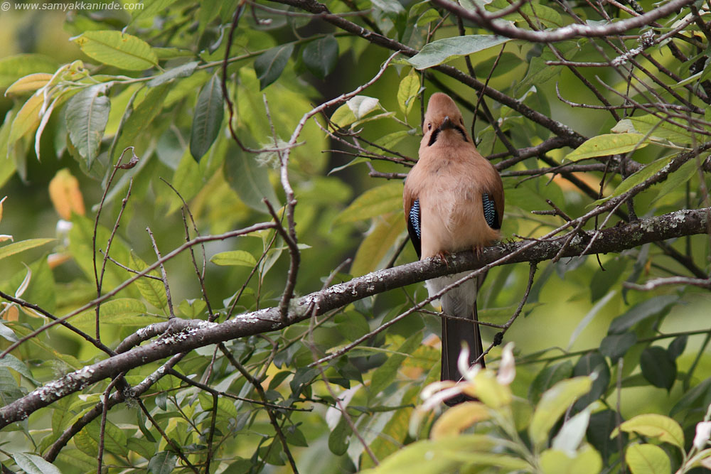 The Eurasian Jay (Garrulus glandarius)