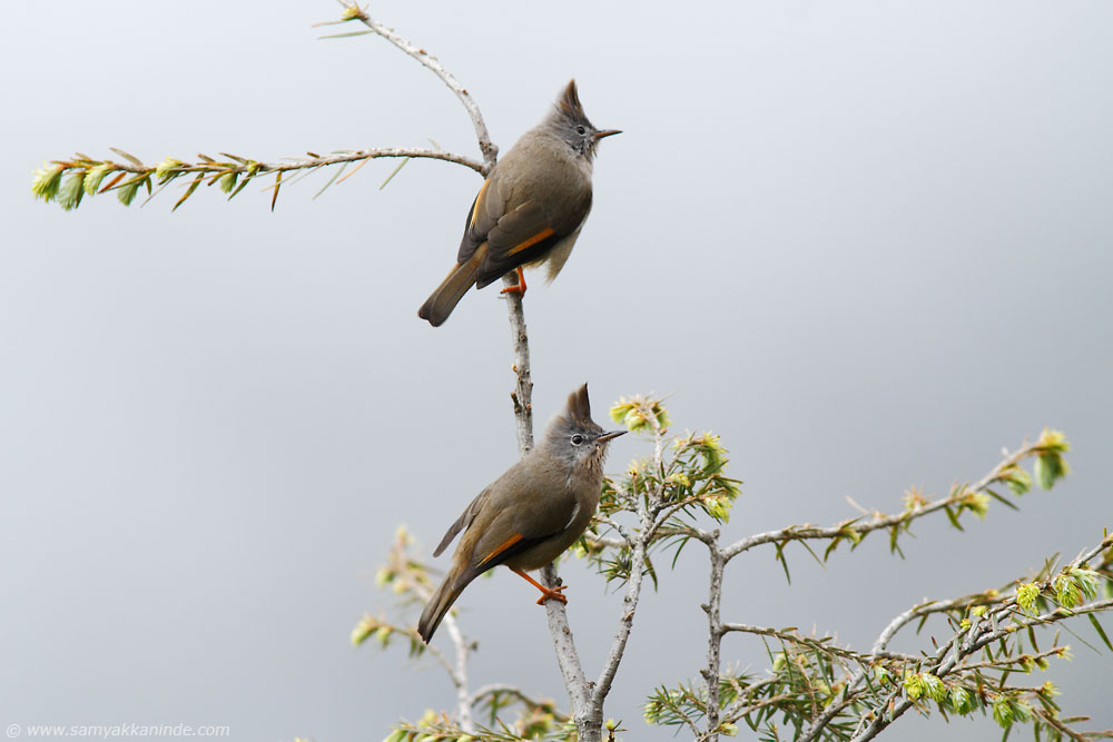 The Stripe-throated Yuhina (Yuhina gularis) pair