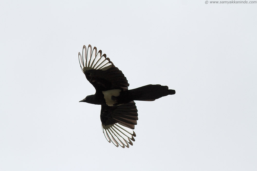 The Black-billed Magpie (Pica hudsonia)