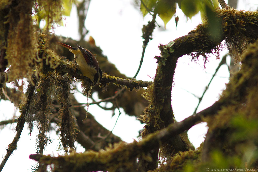 The Red-tailed Minla (Minla ignotincta)