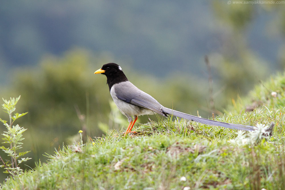 The Yellow-billed Blue Magpie or Gold-billed Magpie (Urocissa flavirostris)