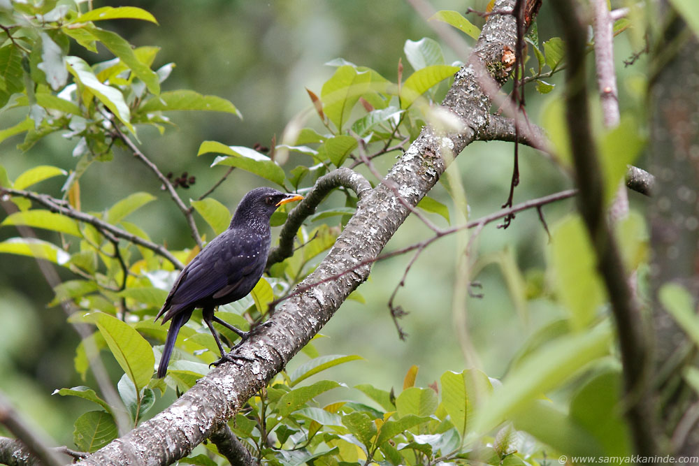 The Blue Whistling Thrush (Myophonus caeruleus)