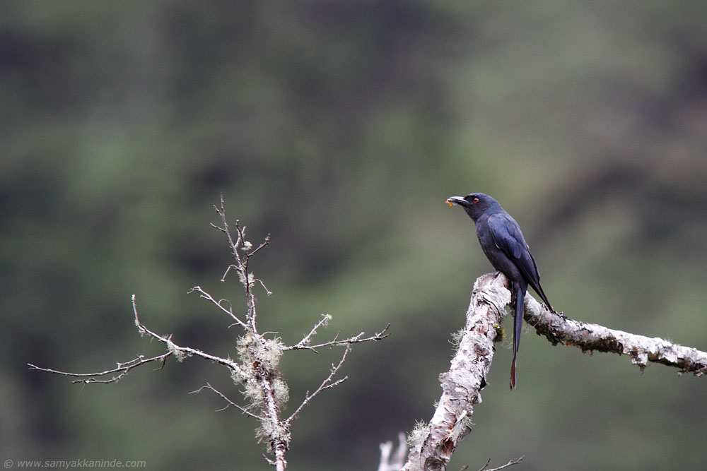 The Ashy Drongo (Dicrurus leucophaeus)