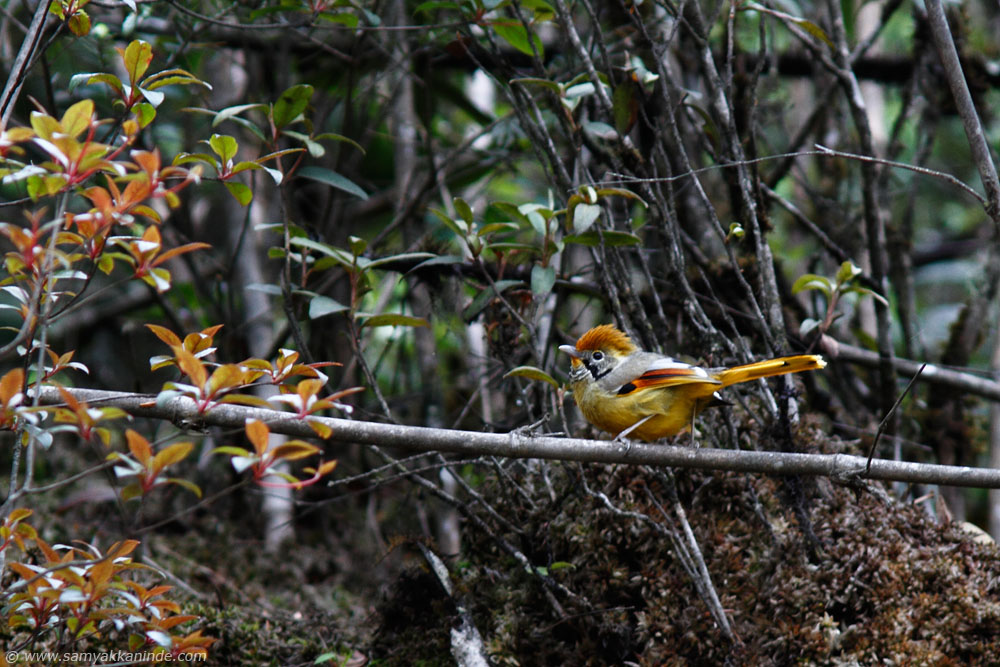 The Bar-throated Minla or Chestnut-tailed Minla (Minla strigula)