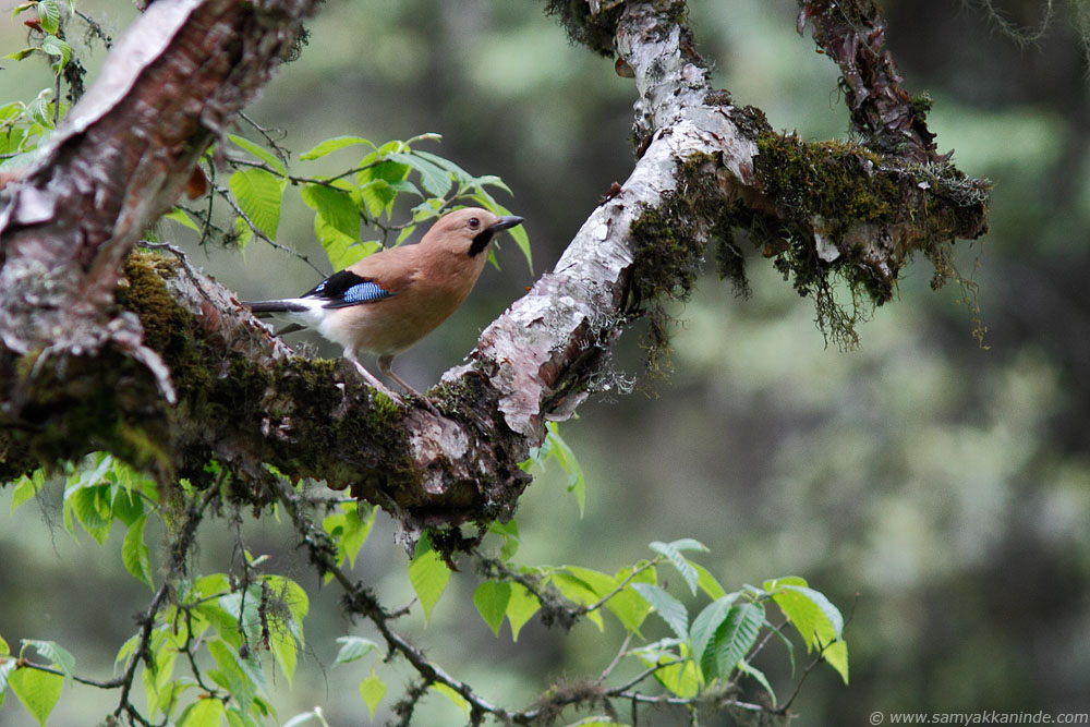 The Eurasian Jay (Garrulus glandarius)