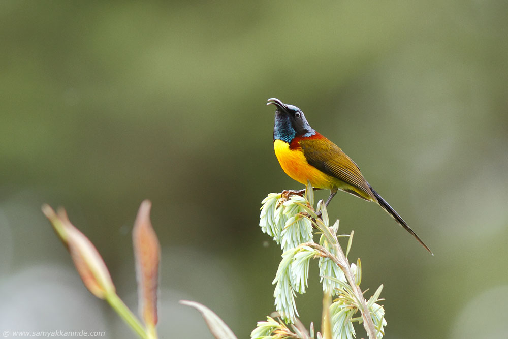 Mrs Gould's Sunbird (Aethopyga gouldiae) 