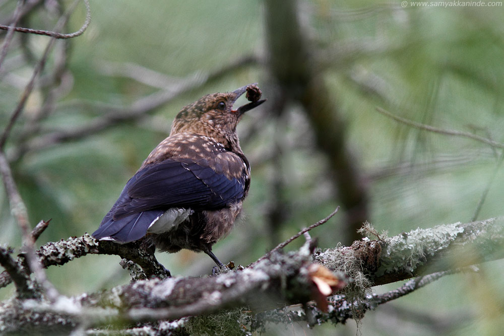 The Spotted Nutcracker (Nucifraga caryocatactes) 