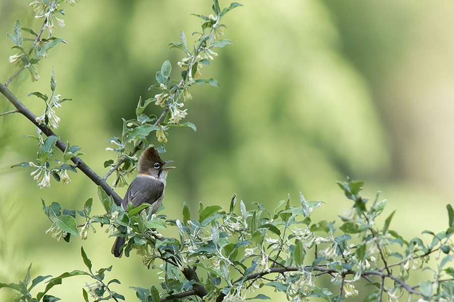 The whiskered yuhina (Yuhina flavicollis) 