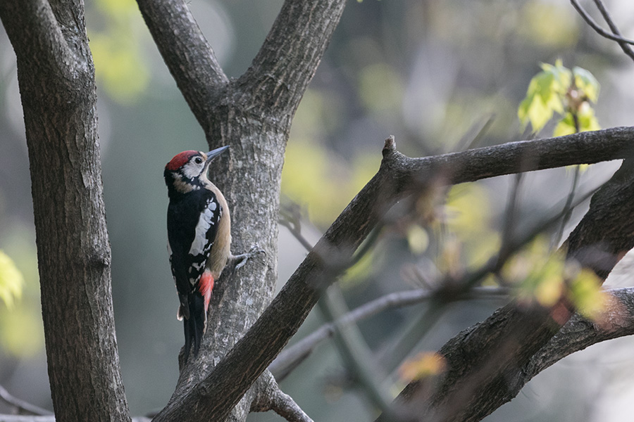 The Himalayan woodpecker (Dendrocopos himalayensis)