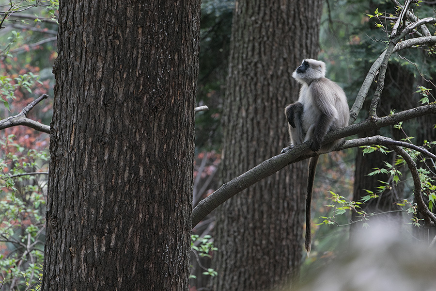 Gray langur