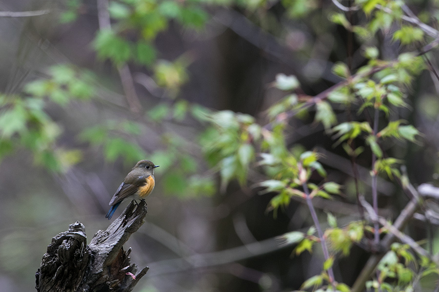 Orange-flanked Bush Robin (Tarsiger cyanurus pallidior)