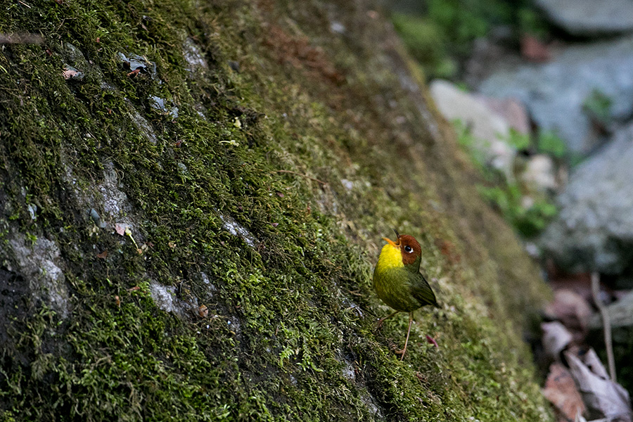 The chestnut-headed tesia (Cettia castaneocoronata)