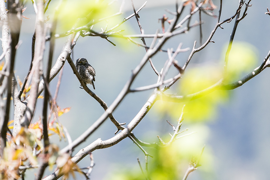 The collared owlet (Glaucidium brodiei)