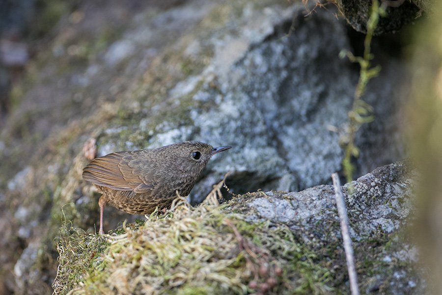 The scaly-breasted wren-babbler or scaly-breasted cupwing (Pnoepyga albiventer) 