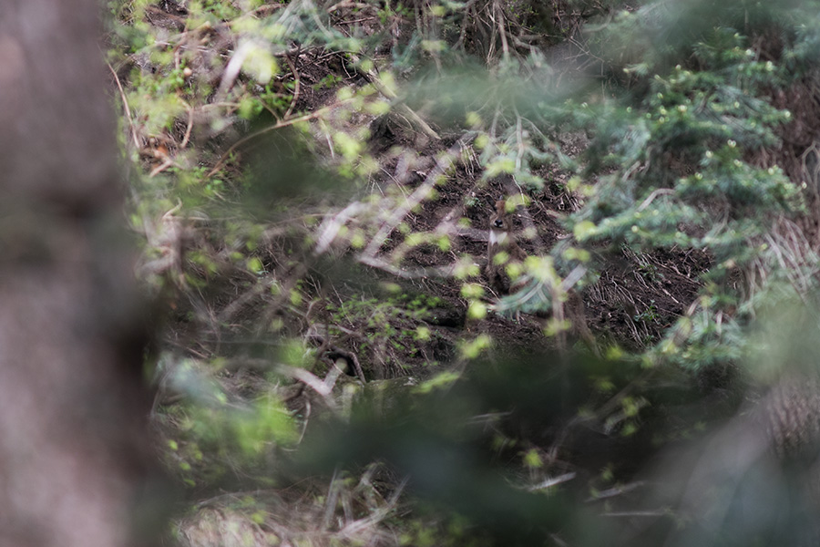 The Himalayan goral (Naemorhedus goral)