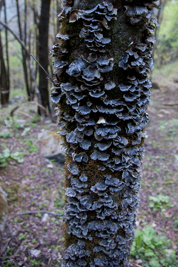 GHNP landscape tree mushroom