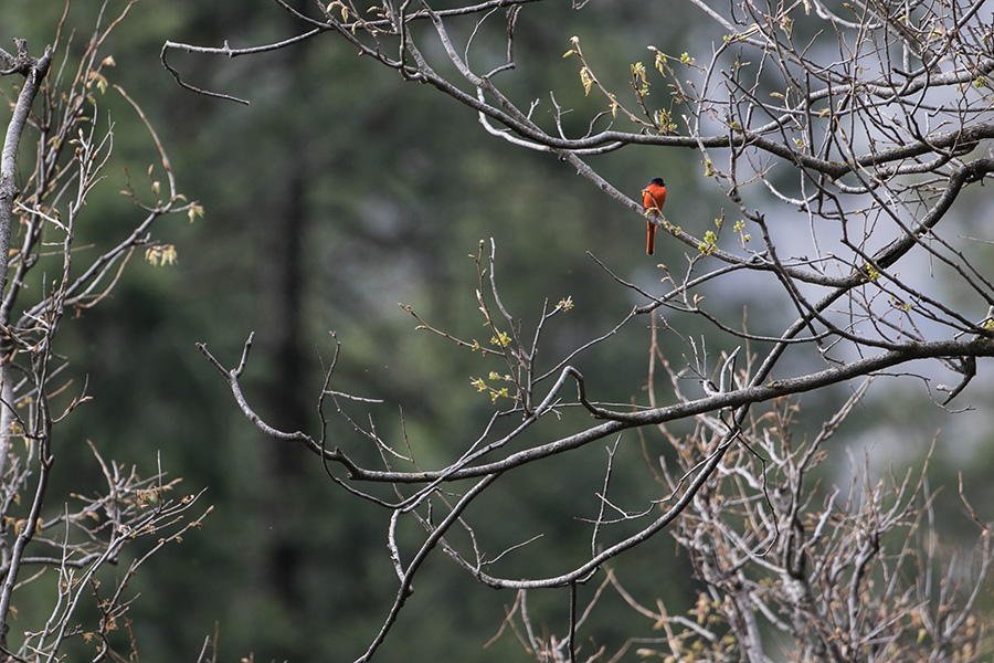 The long-tailed minivet (Pericrocotus ethologus) 