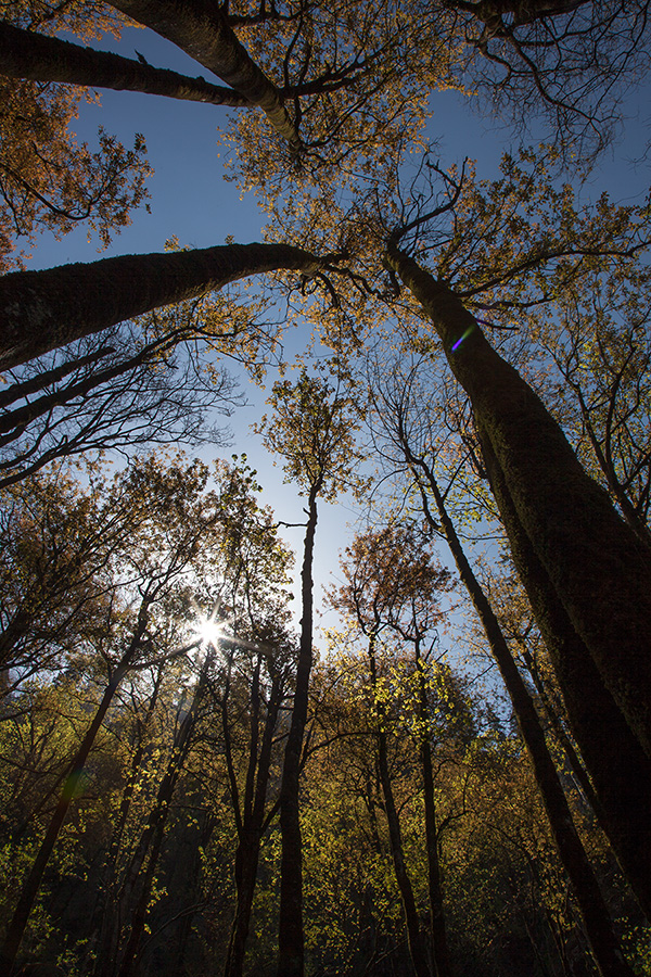 GHNP landscape tree sun