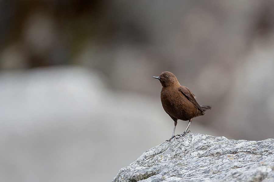 The brown dipper (Cinclus pallasii)