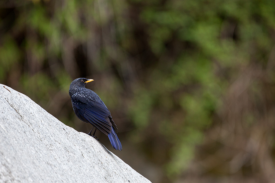 The blue whistling thrush (Myophonus caeruleus) 