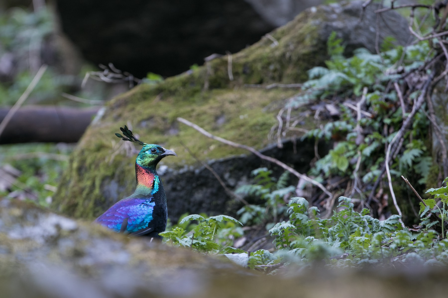 The Himalayan monal (Lophophorus impejanus)