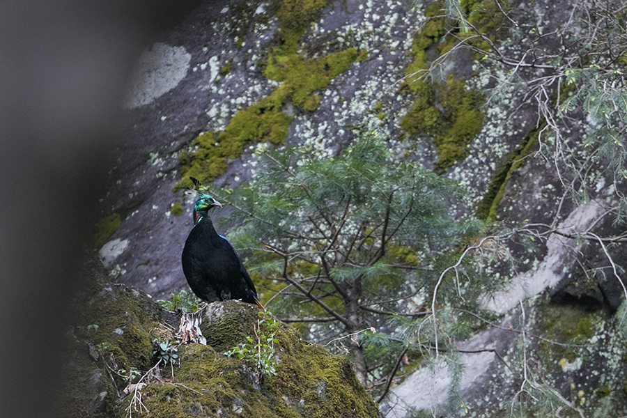 The Himalayan monal (Lophophorus impejanus)