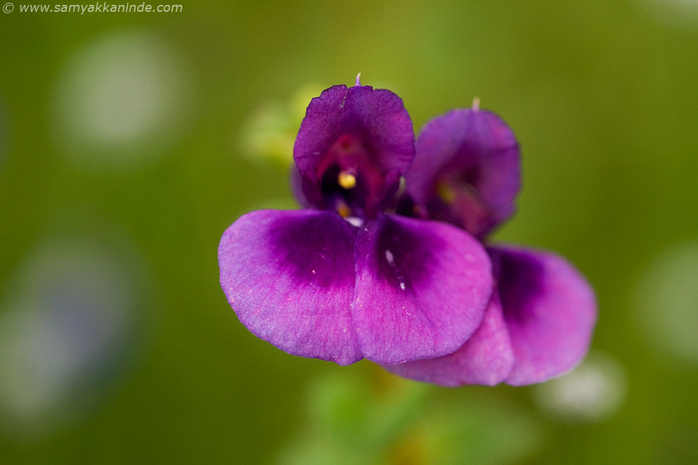 Impatiens oppositifolia