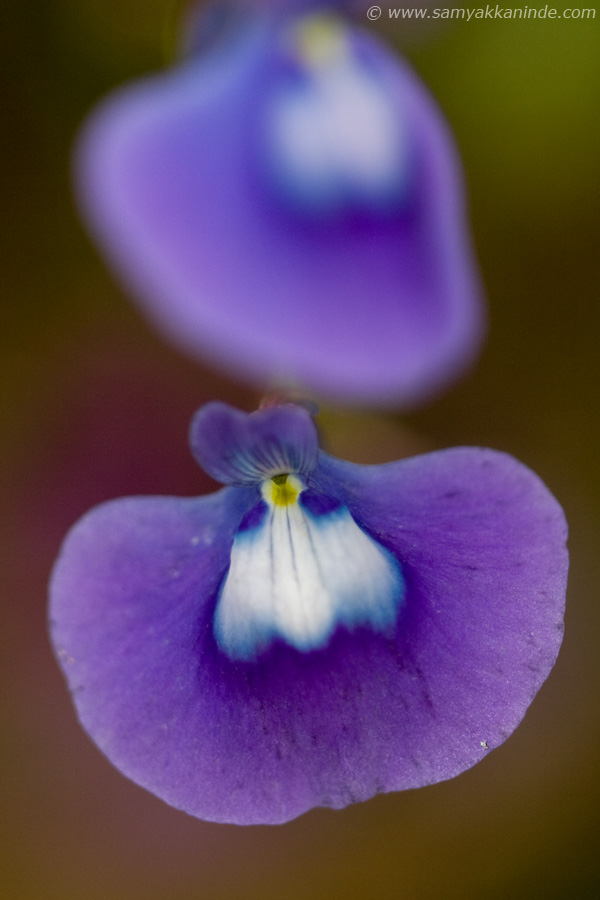 Utricularia purpurascens kaas