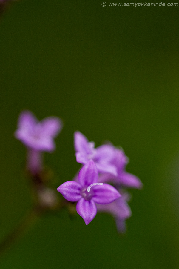 neanotis lancifolia taraguchha kaas