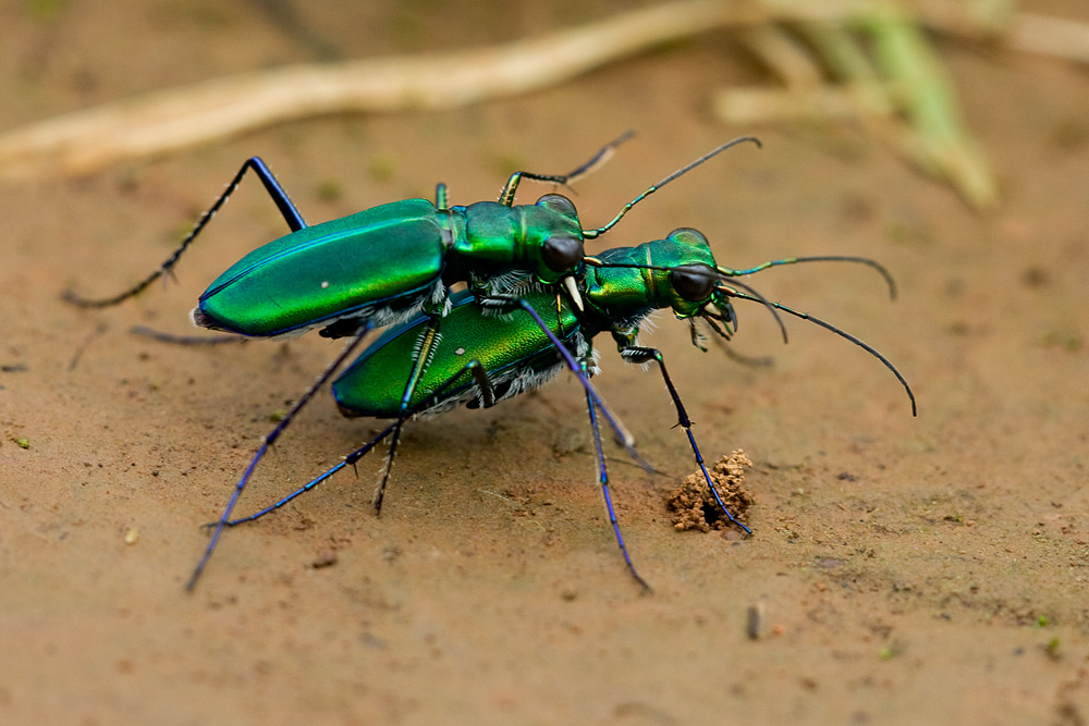 tiger beetles kaas