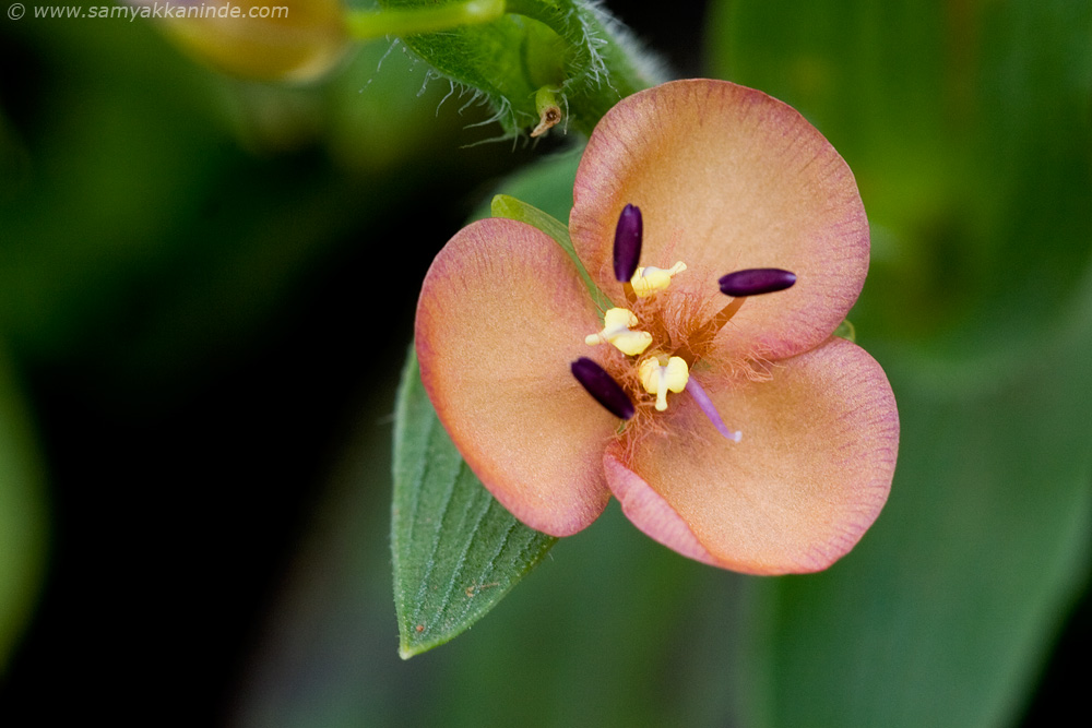 Murdannia lanuginosa kaas