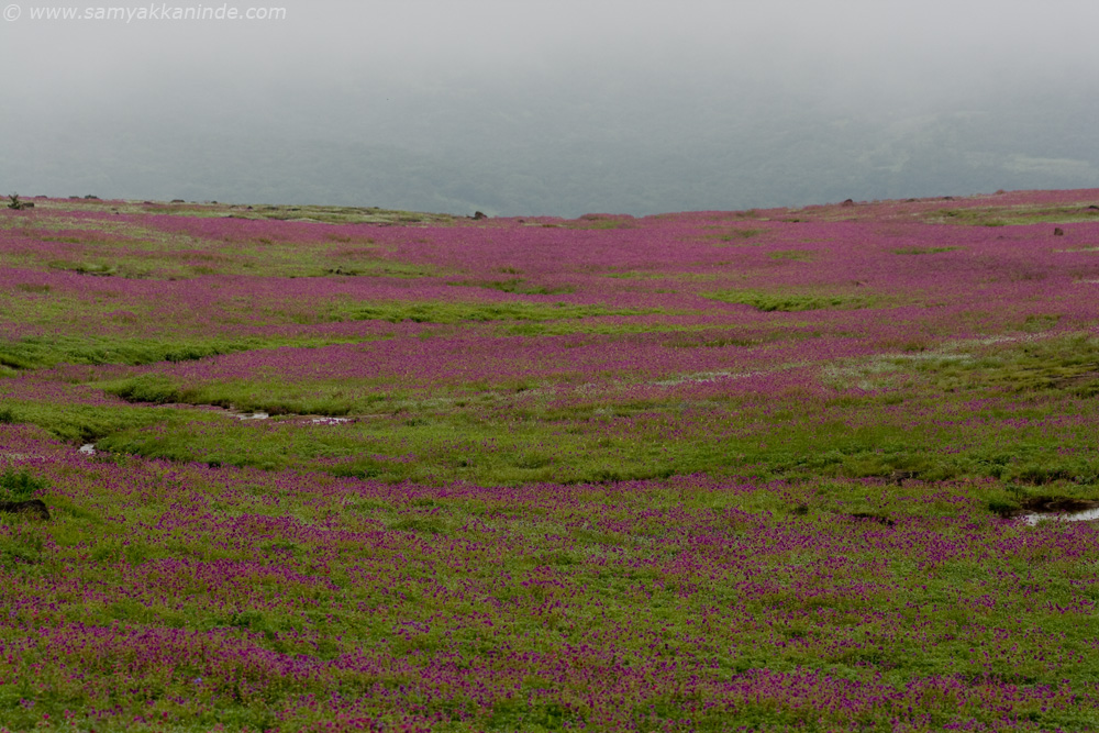 kaas landscape pink